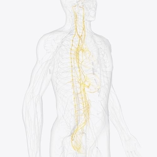 The autonomic nervous system is a component of the peripheral nervous system that regulates involuntary physiologic processes including heart rate 3d illustration
